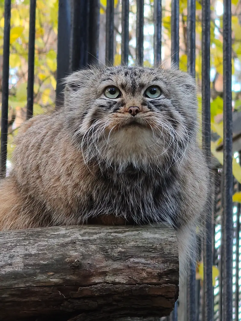 A photograph of Gabi in Novosibirsk Zoo