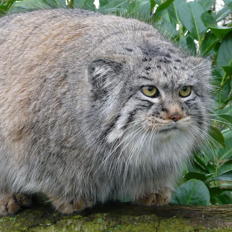 A photograph of Wei Shand in The Big Cat Sanctuary