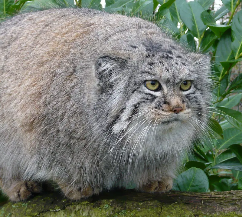 A photograph of Wei Shand in The Big Cat Sanctuary