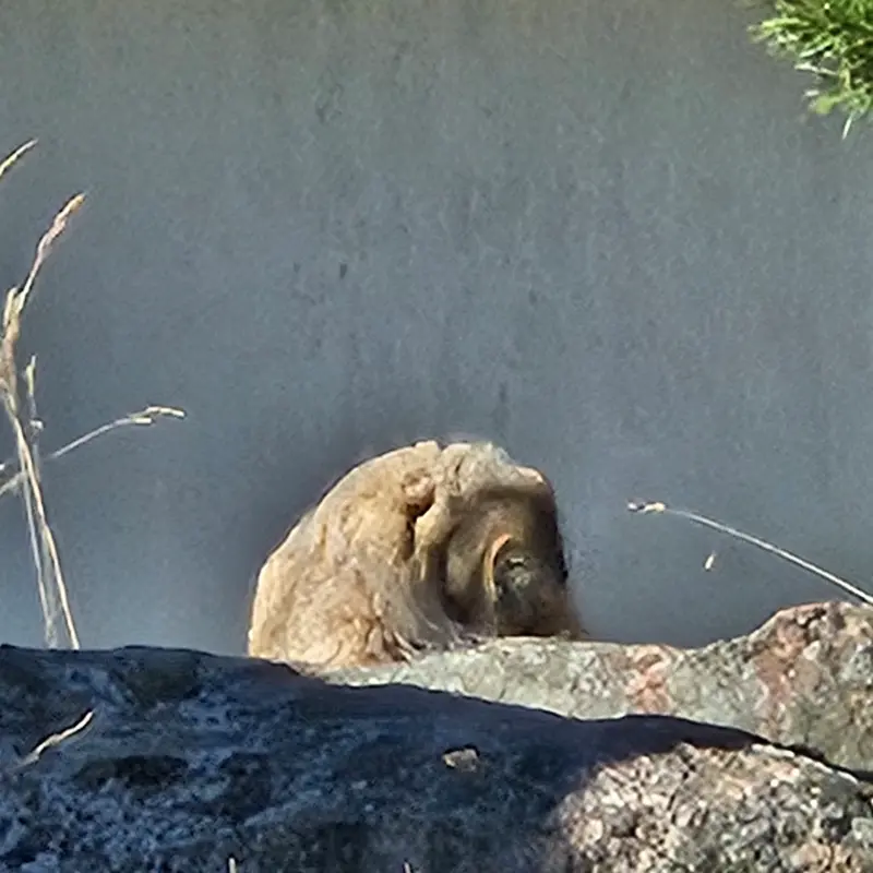 A photograph of Mimi in Korkeasaari Zoo
