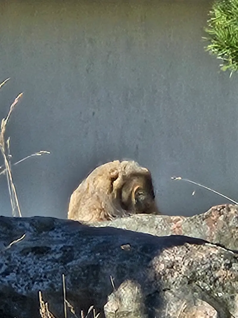 A photograph of Mimi in Korkeasaari Zoo