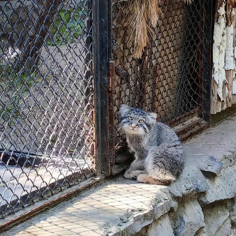 A photograph of Kitten of Eve b.2026 Ⅰ in Novosibirsk Zoo