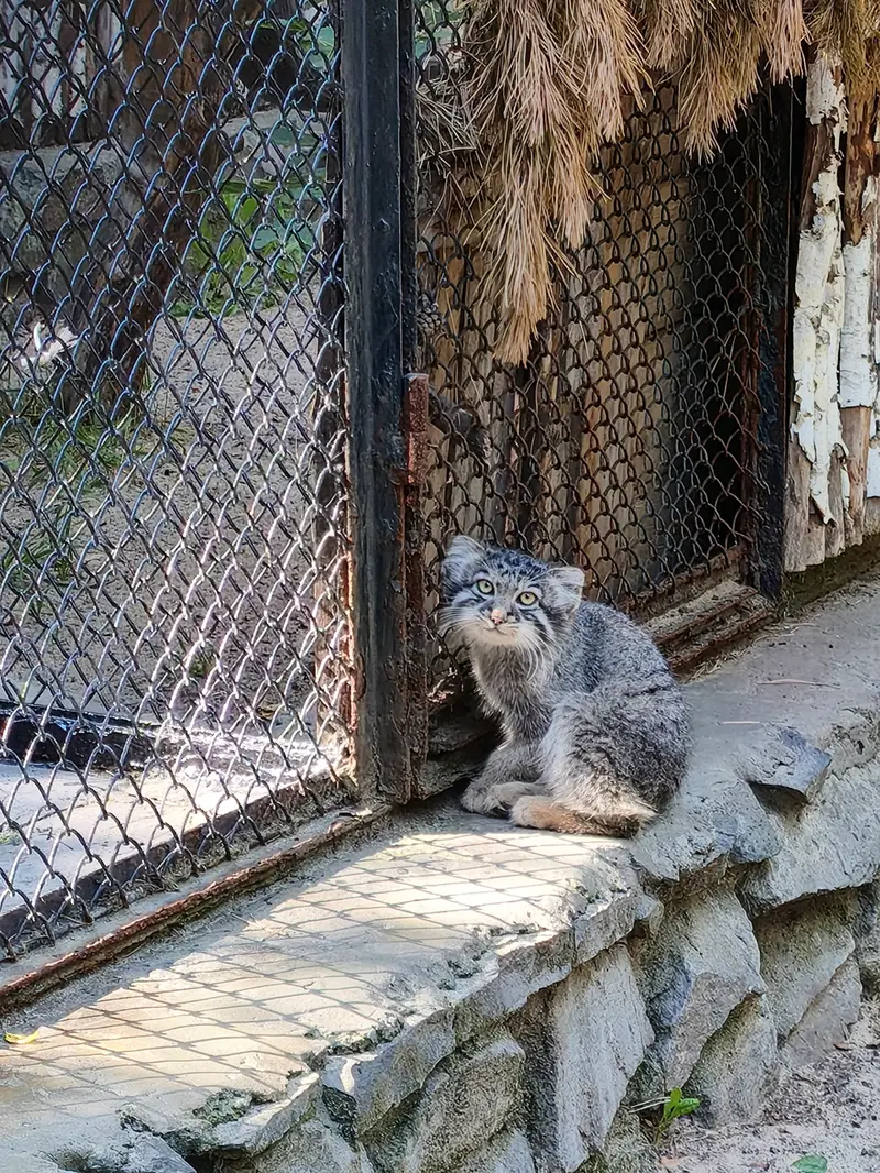 A photograph of Kitten of Eve b.2026 Ⅰ in Novosibirsk Zoo