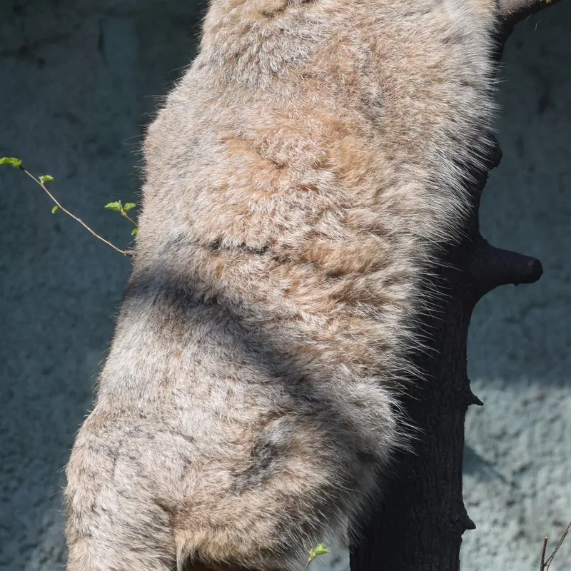 A photograph of Lucy in Budapest Zoo & Botanical Garden