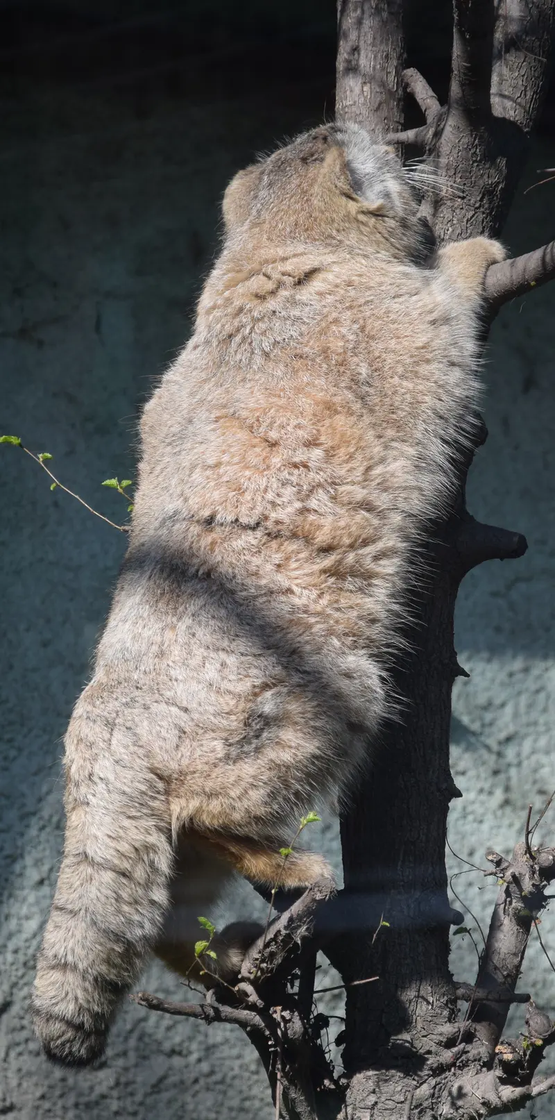 A photograph of Lucy in Budapest Zoo & Botanical Garden