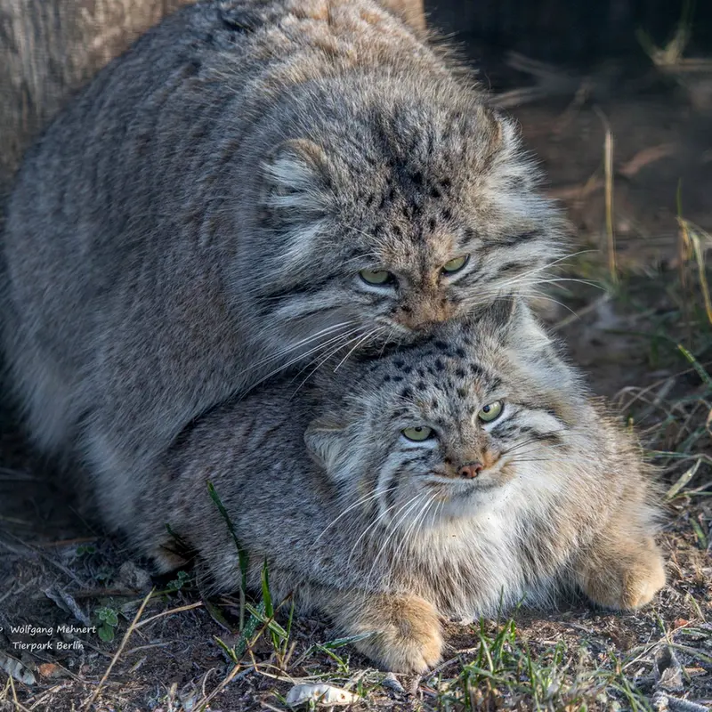 A photograph of Maneki-Neko and Juran in Tierpark Berlin