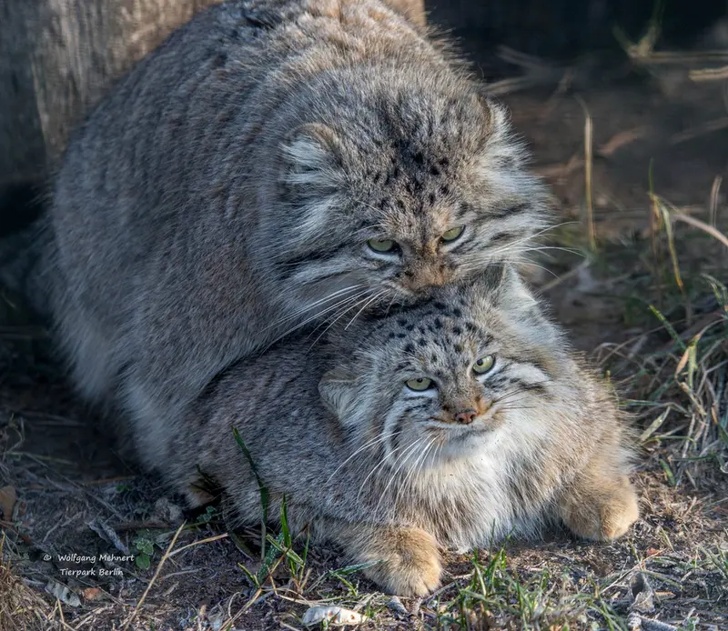 A photograph of Maneki-Neko and Juran in Tierpark Berlin