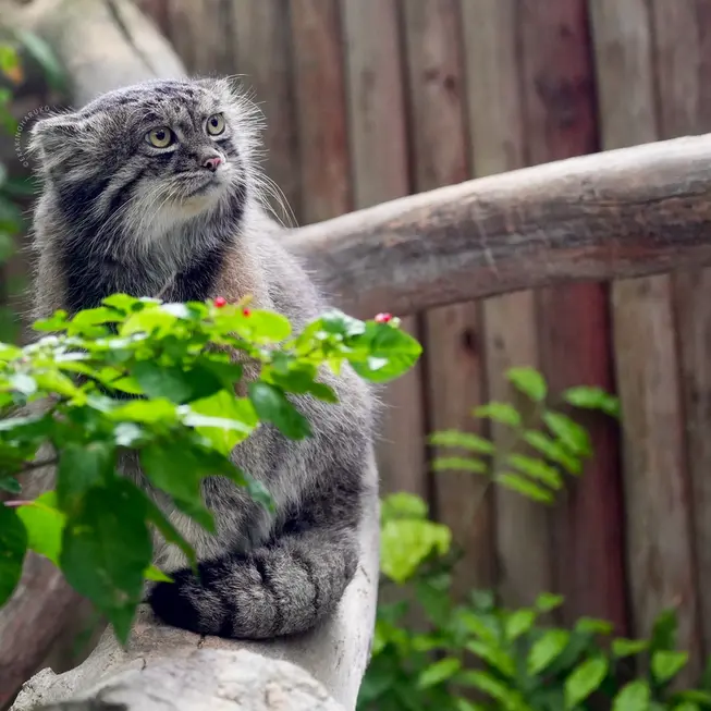 A photograph of Nar in Kobe Animal Kingdom