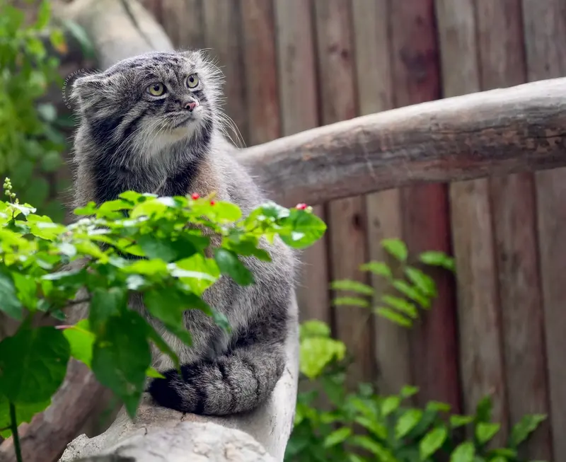 A photograph of Nar in Kobe Animal Kingdom