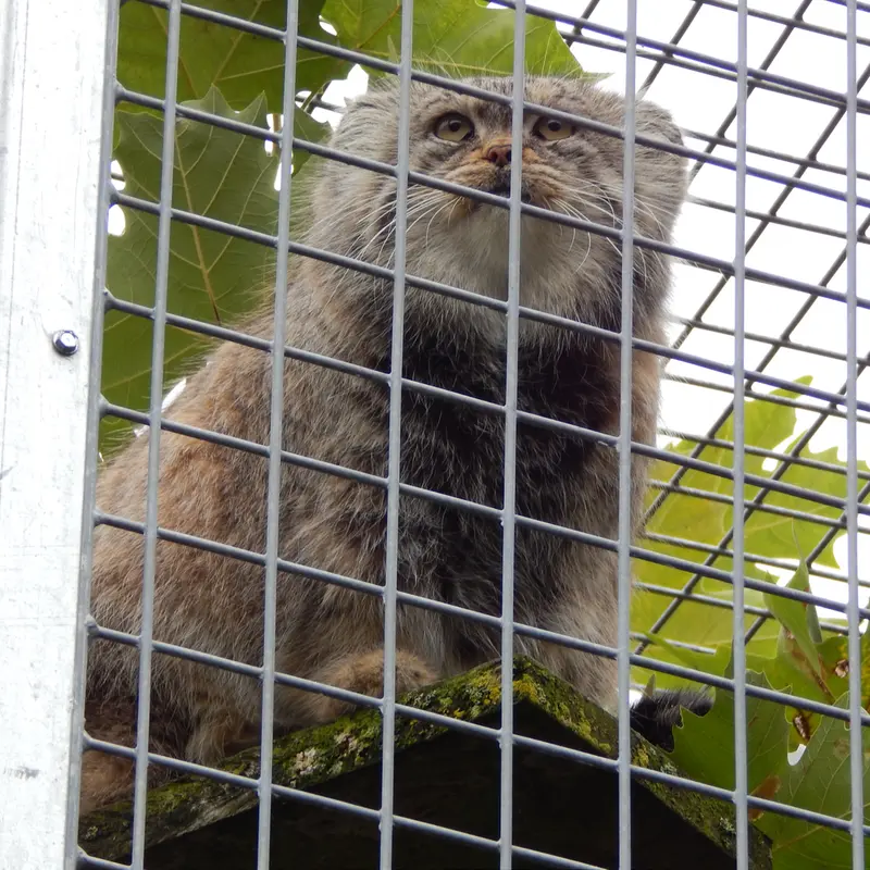 A photograph of Aldan in Zie-Zoo