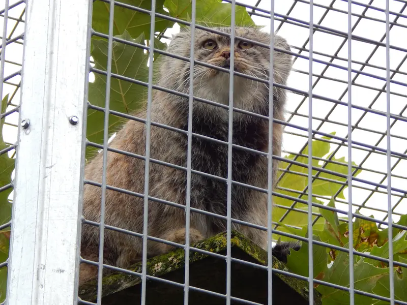 A photograph of Aldan in Zie-Zoo