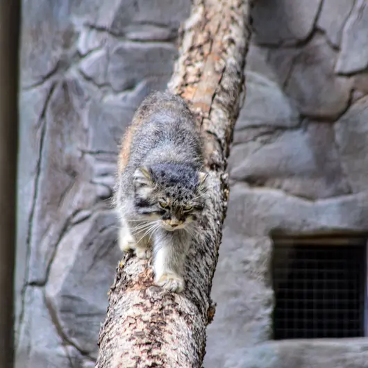 A photograph of Pema in Calgary Zoo / Wilder Institute