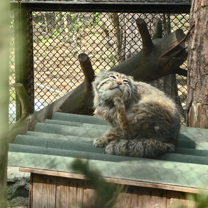 A photograph of Zelenogorsk in Novosibirsk Zoo