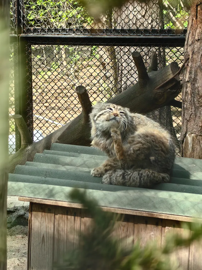 A photograph of Zelenogorsk in Novosibirsk Zoo