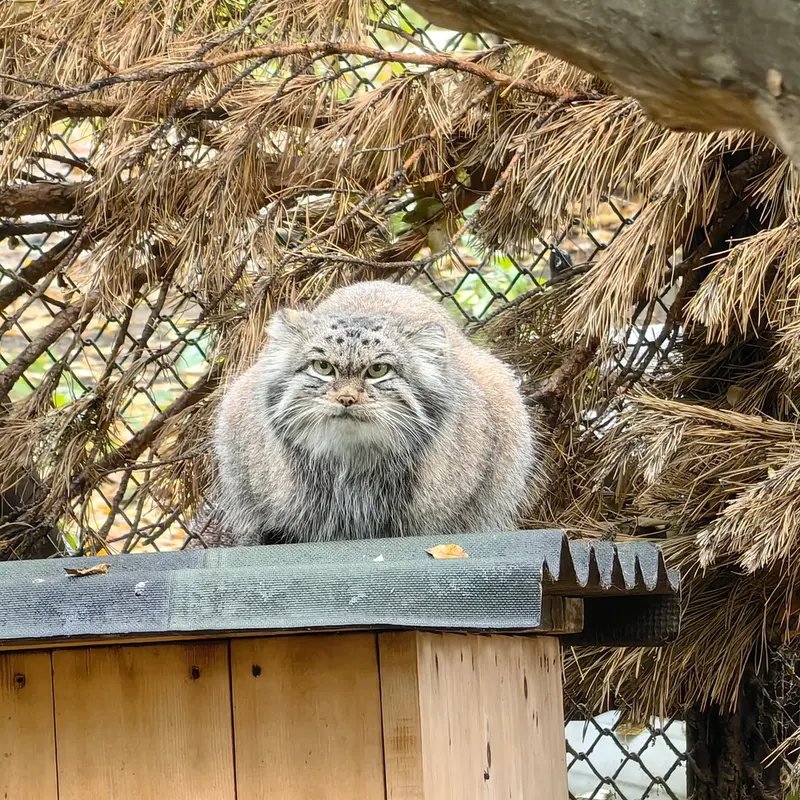 A photograph of Snezhinka in Novosibirsk Zoo
