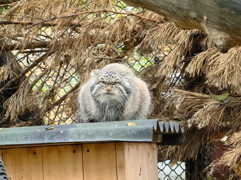 A photograph of Snezhinka in Novosibirsk Zoo