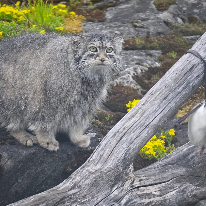 A photograph of Mimi in Korkeasaari Zoo