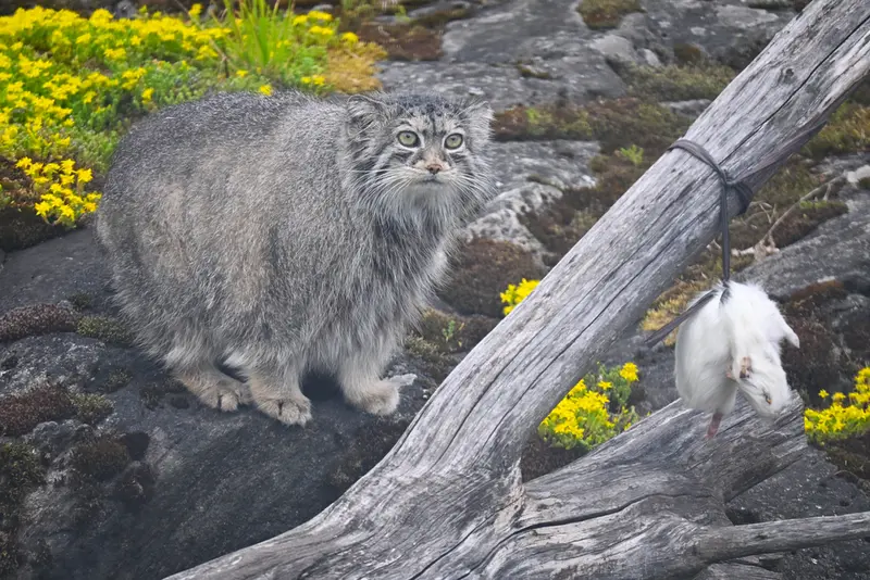 A photograph of Mimi in Korkeasaari Zoo