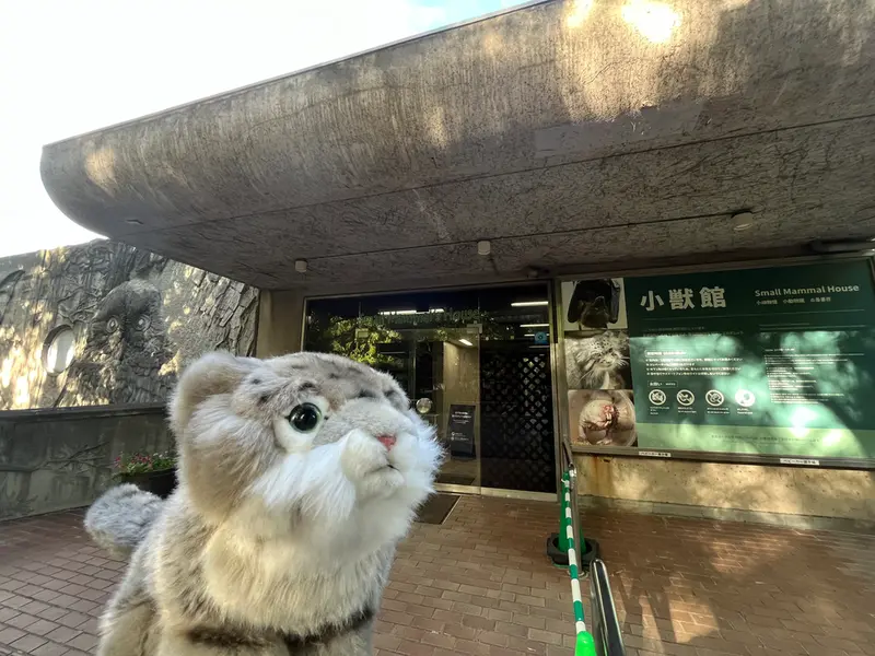 A photograph of a Pallas's cat in Ueno Zoological Gardens