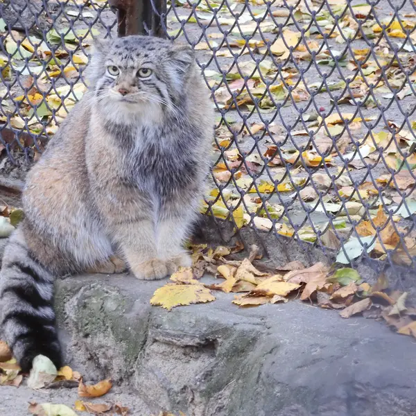 A photograph of Eve in Novosibirsk Zoo
