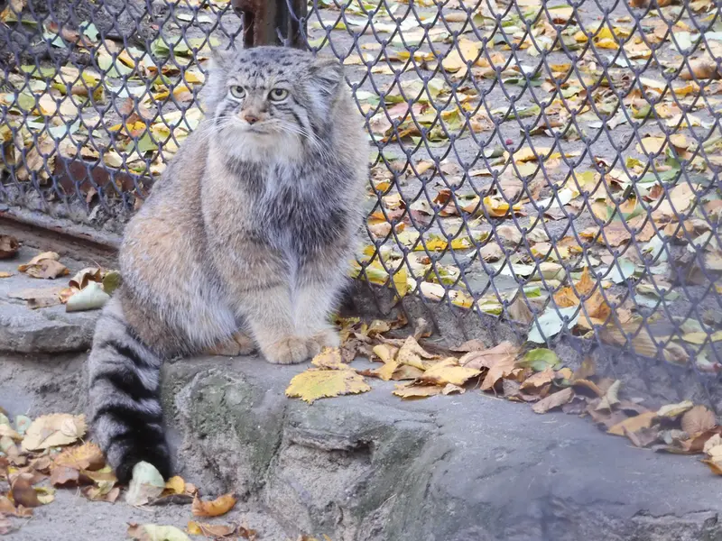 A photograph of Eve in Novosibirsk Zoo