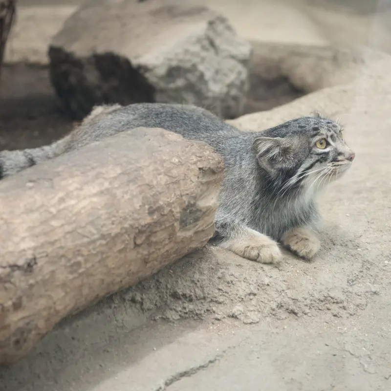 A photograph of Mei in Kobe Animal Kingdom