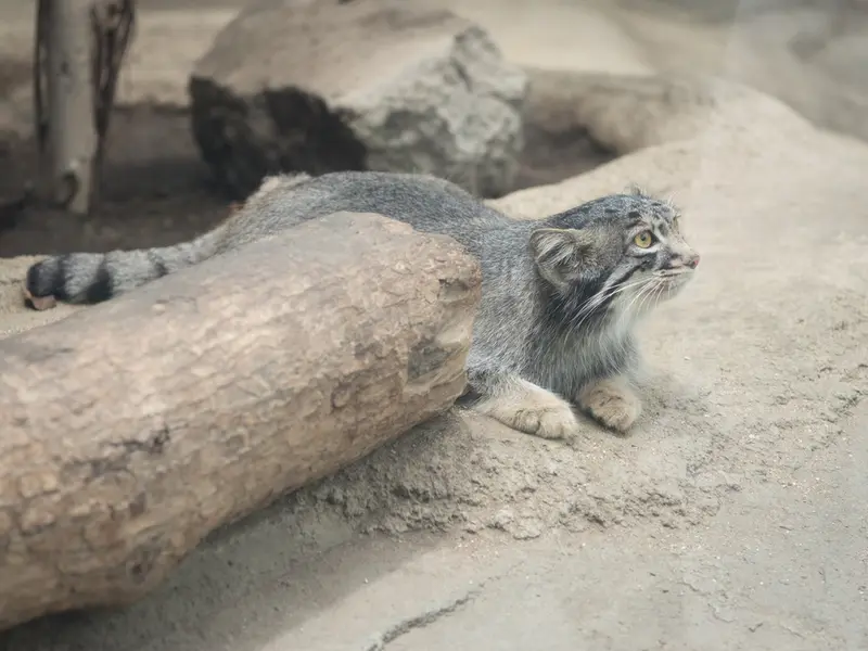 A photograph of Mei in Kobe Animal Kingdom
