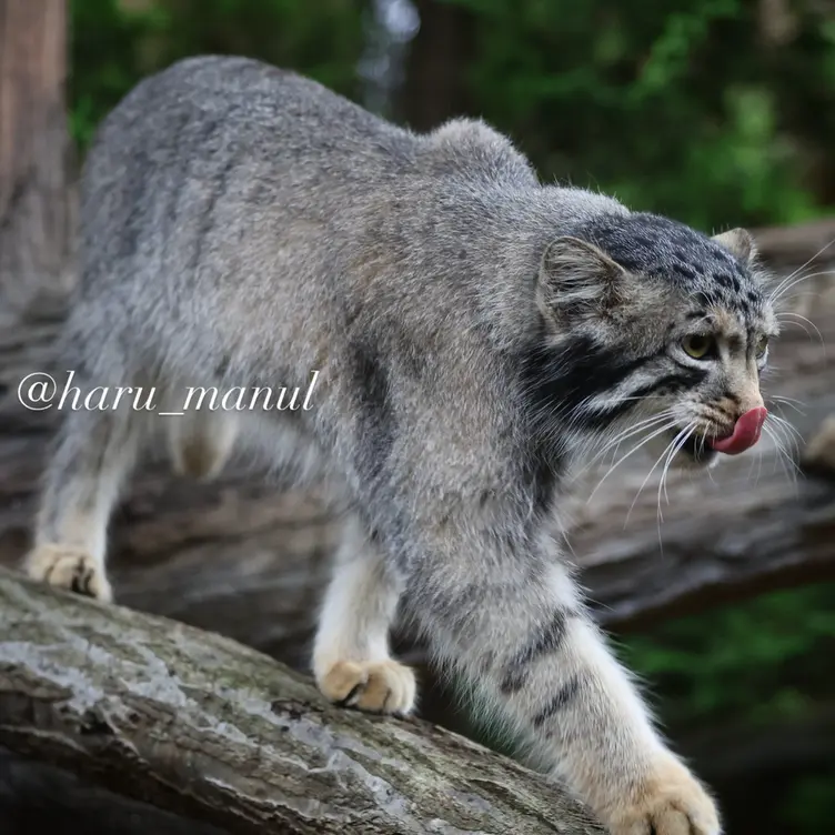 A photograph of Nagomu in Nasu Animal Kingdom