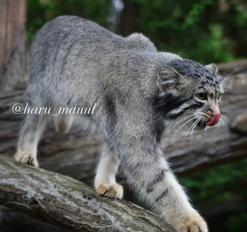 A photograph of Nagomu in Nasu Animal Kingdom
