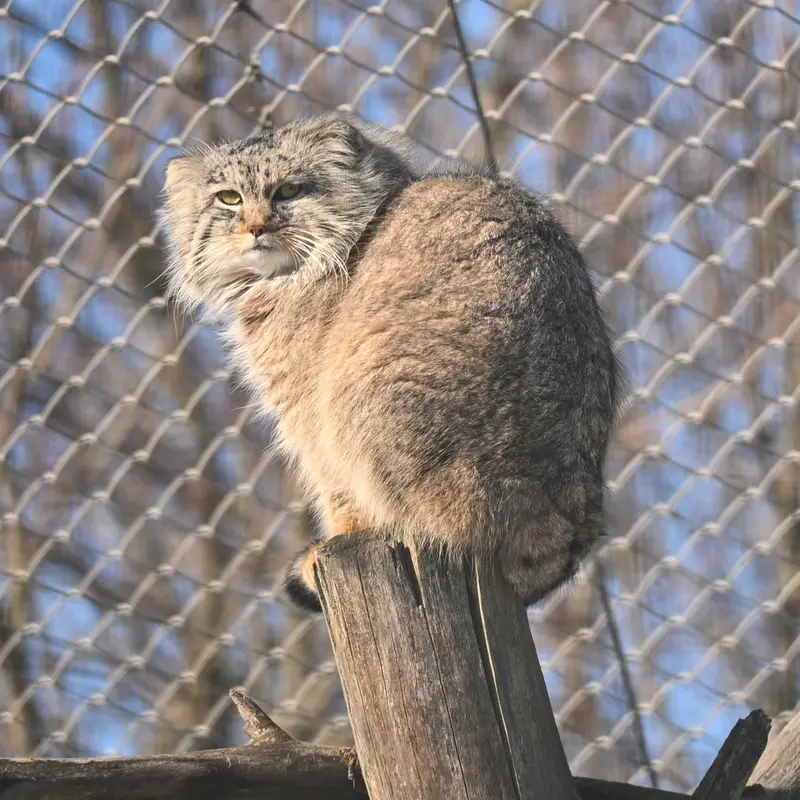 A photograph of Arkas in Korkeasaari Zoo