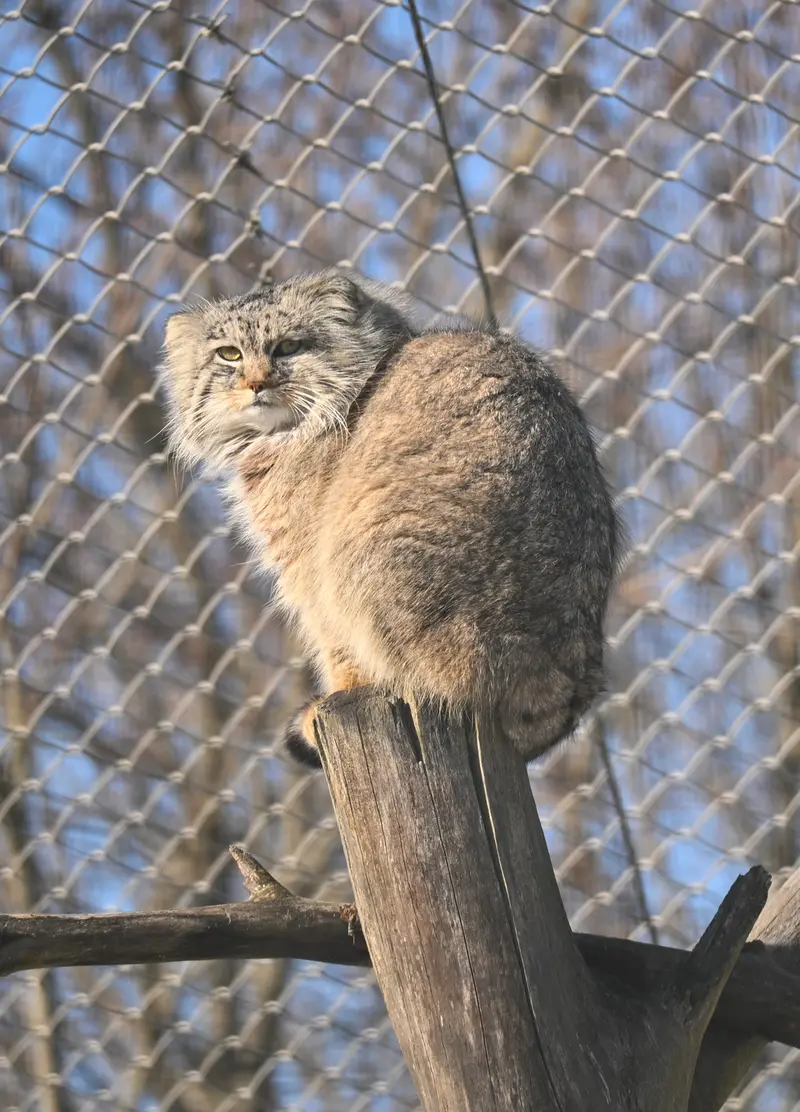 A photograph of Arkas in Korkeasaari Zoo