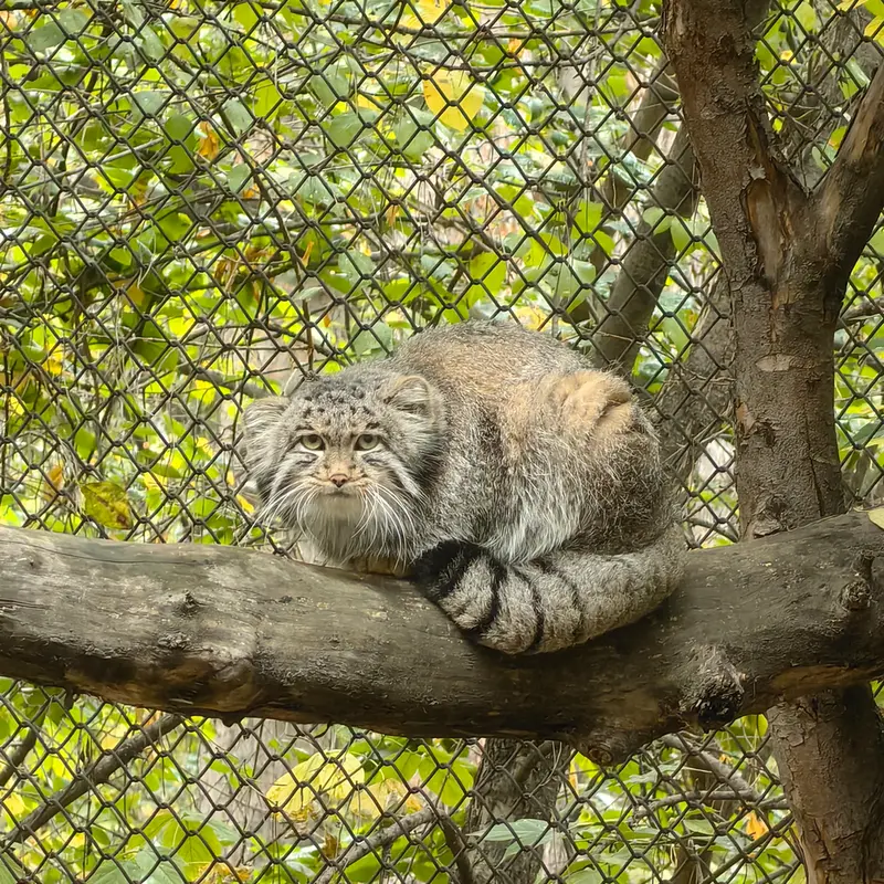 A photograph of Grey in Novosibirsk Zoo