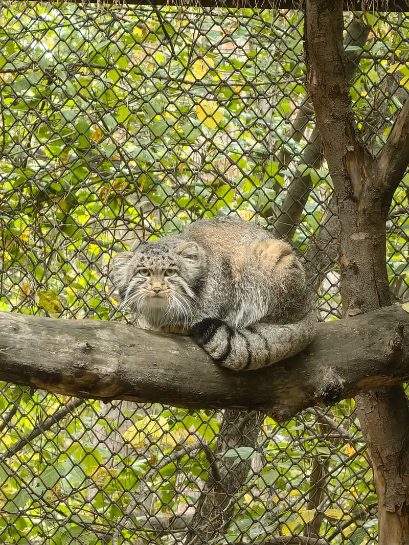 A photograph of Grey in Novosibirsk Zoo