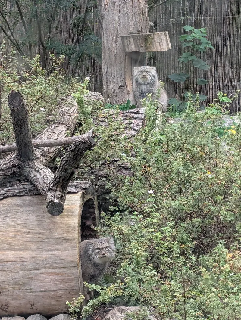 A photograph of Kubi and Zarina in Wrocław Zoo