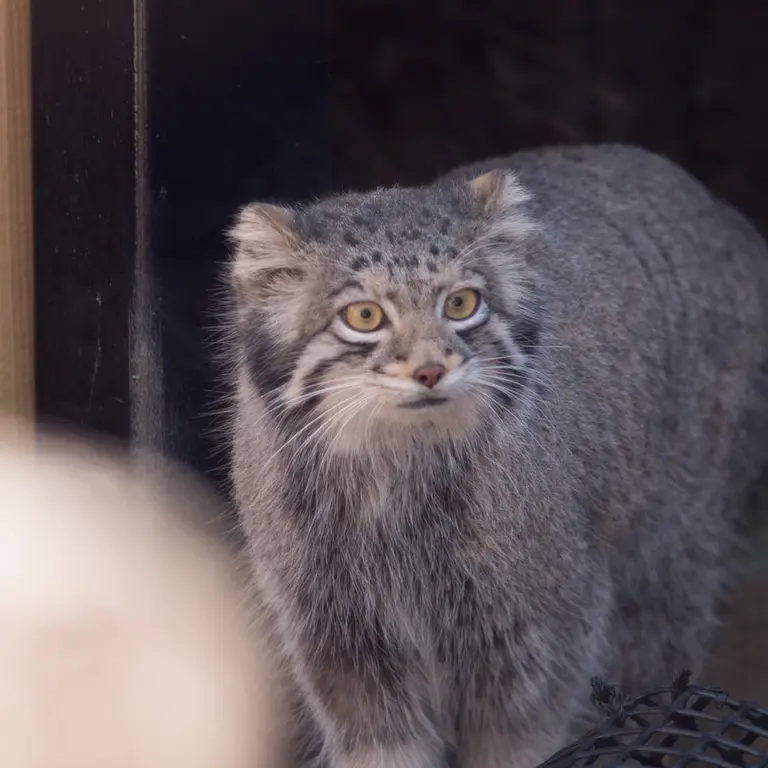 A photograph of Oto in Saitama Children's Zoo
