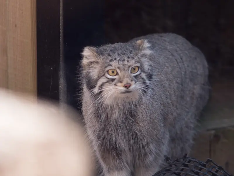 A photograph of Oto in Saitama Children's Zoo