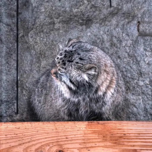 A photograph of Darlay in Moscow zoo