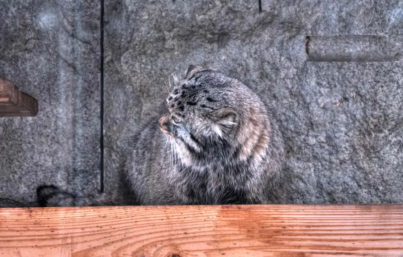 A photograph of Darlay in Moscow zoo