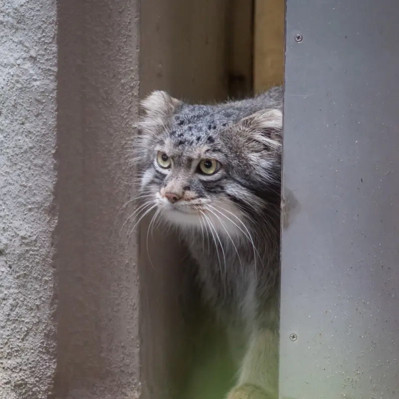 A photograph of Figa in Nogeyama Zoo