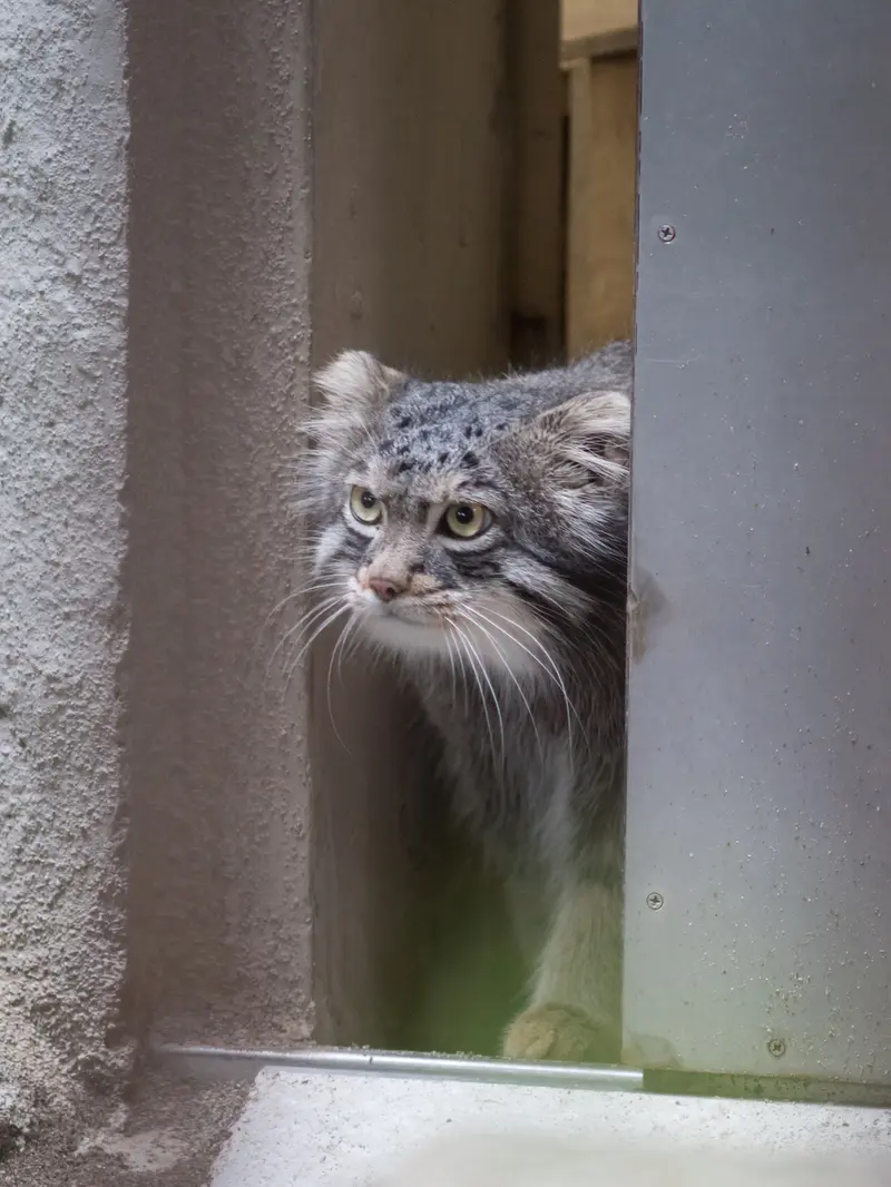 A photograph of Figa in Nogeyama Zoo