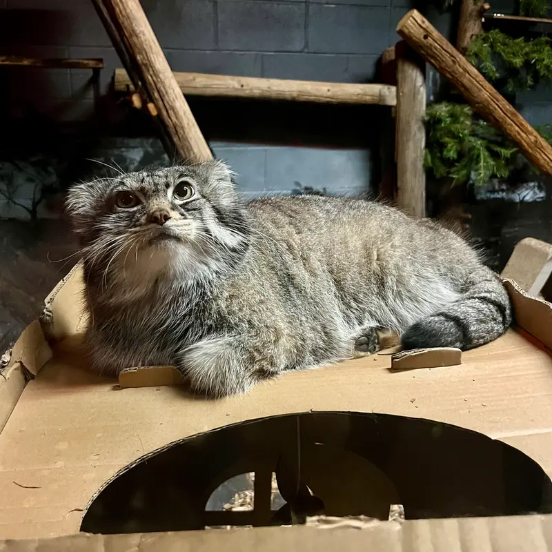 A photograph of Pabu in Lake Superior Zoo