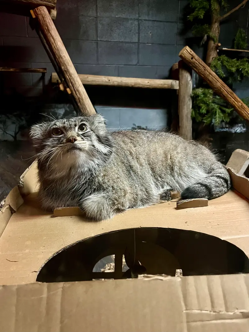 A photograph of Pabu in Lake Superior Zoo