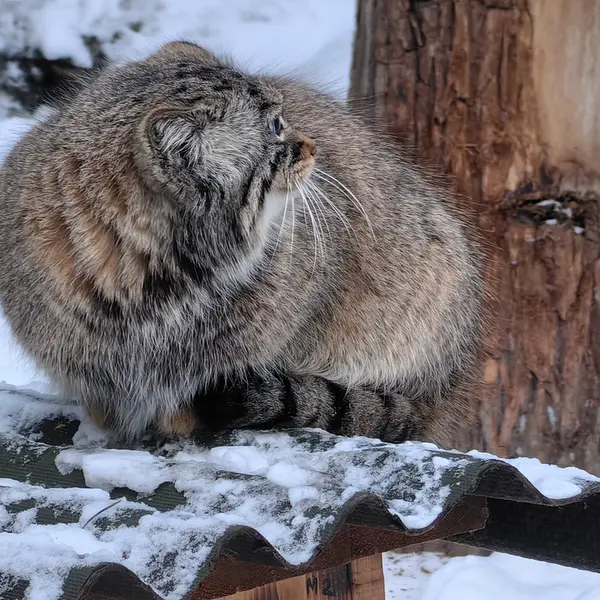 A photograph of Daughter of Eve 2023 Ⅲ in Novosibirsk Zoo