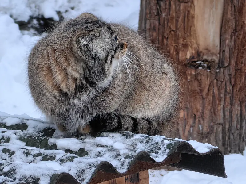A photograph of Daughter of Eve 2023 Ⅲ in Novosibirsk Zoo