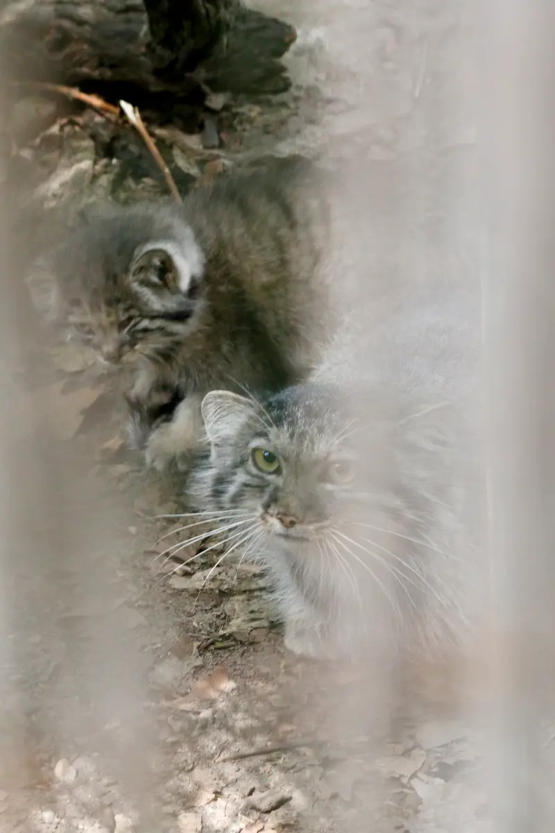 A photograph of Lucy and Kitten of Lucy b. 2026 Ⅰ in Budapest Zoo & Botanical Garden