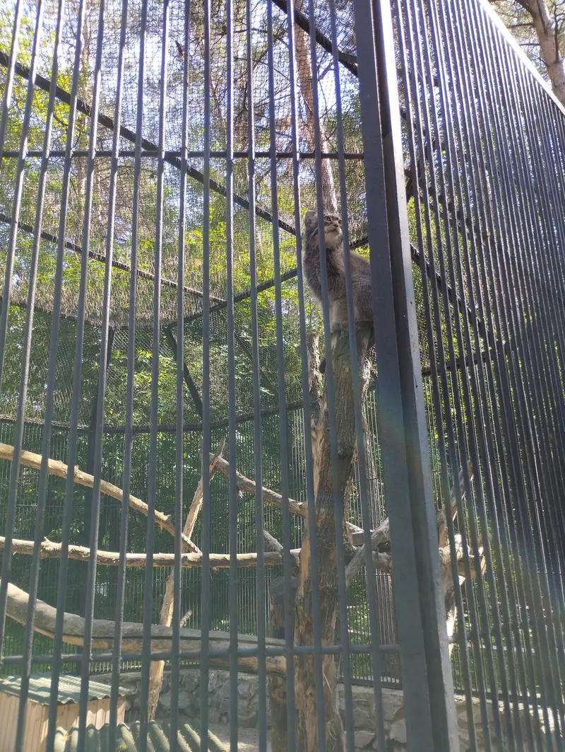 A photograph of a Pallas's cat in Novosibirsk Zoo