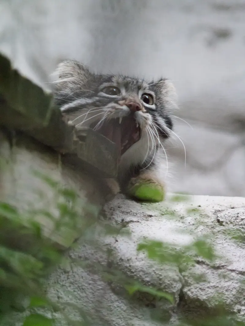 A photograph of Figa in Nogeyama Zoo