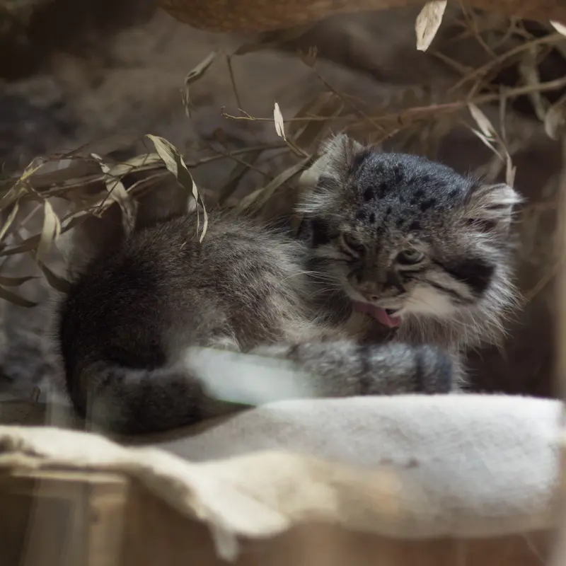 A photograph of Klyon in Ueno Zoological Gardens