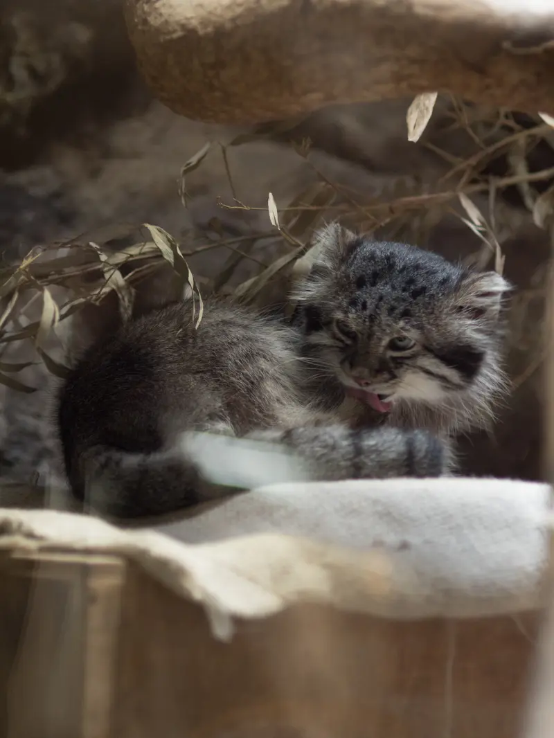 A photograph of Klyon in Ueno Zoological Gardens