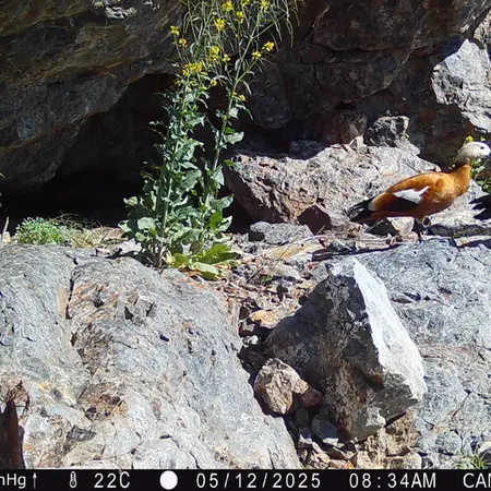 A photograph of Ruddy shelduck from Zhundy 1 camera trap
